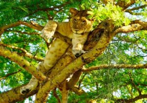 Read more about the article The Wonders of Queen Elizabeth National Park