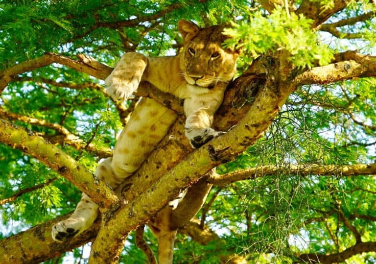 Read more about the article The Wonders of Queen Elizabeth National Park