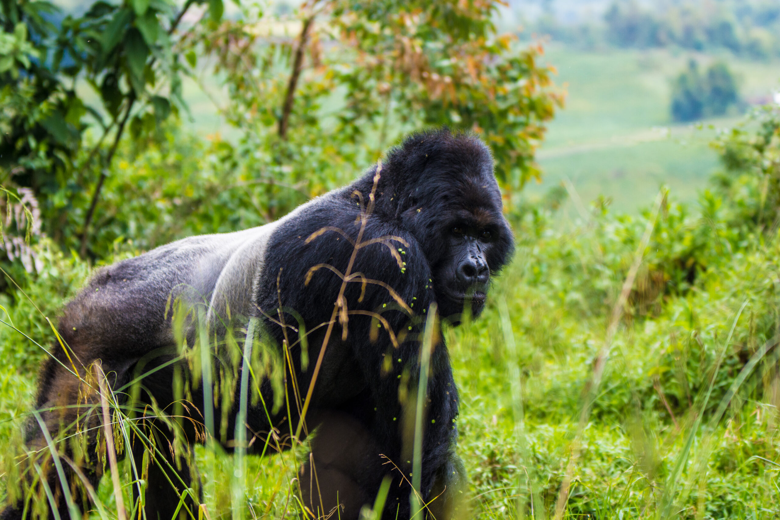 PLANNING YOUR GORILLA TREKKING SAFARI IN UGANDA
