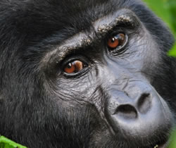 8 Day Uganda Tour