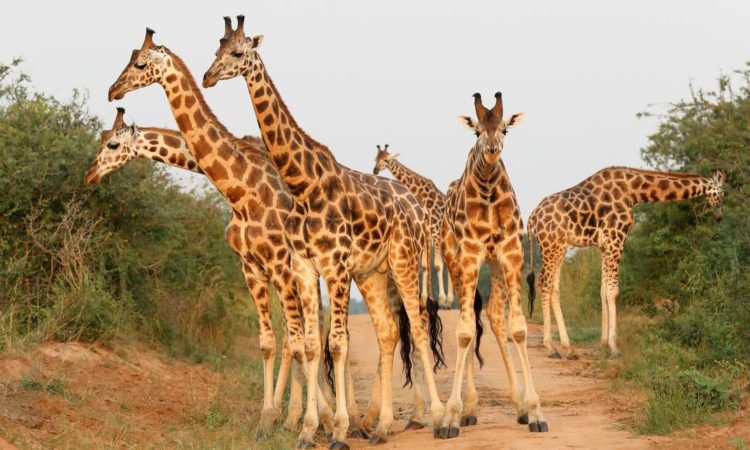 Read more about the article KIDEPO VALLEY NATIONAL PARK