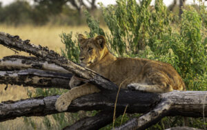 Read more about the article 3 Day Visit Queen Elizabeth National Park