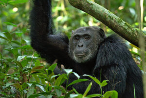 Read more about the article 3 Days Kibale Chimps Safari