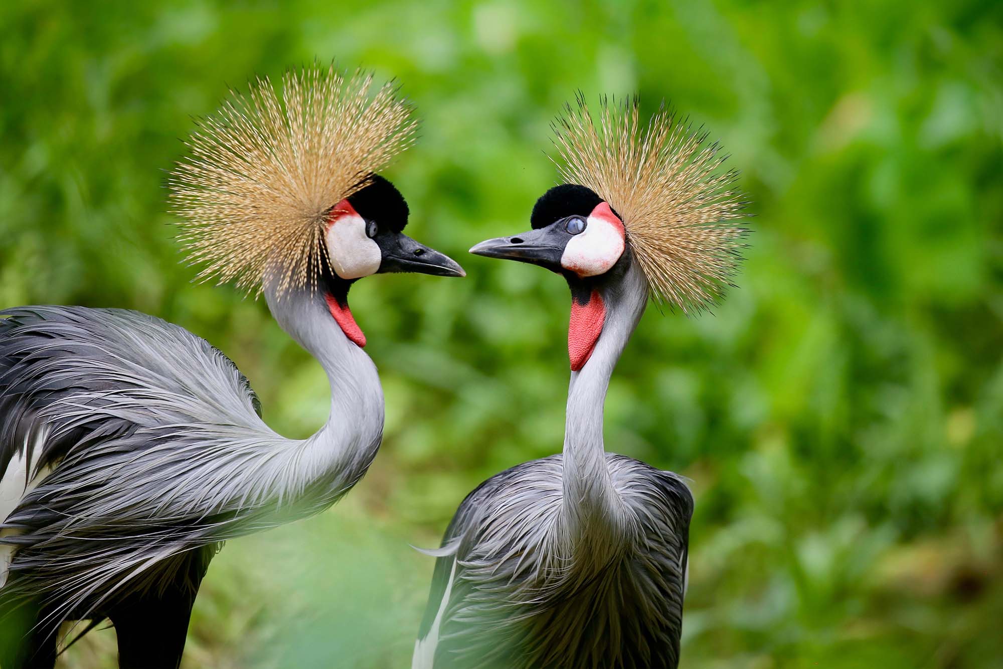 3 Days Entebbe Birding Tour