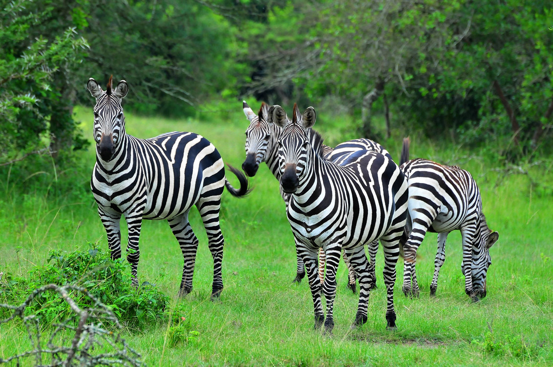 3-Day Lake Mburo and Queen Elizabeth Wildlife Tour