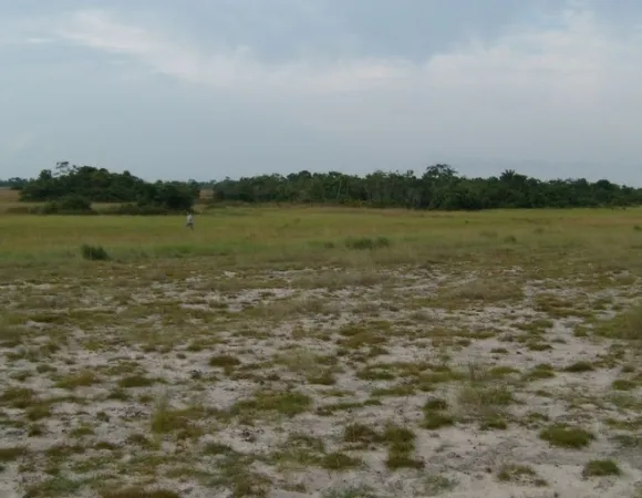 Nabugabo-wetland