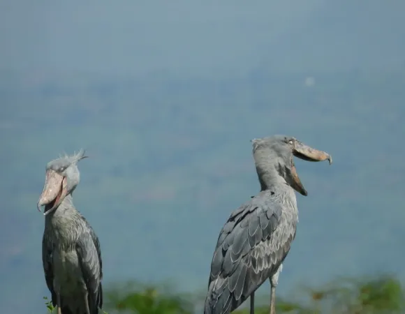 Shoebill-MFNP-1