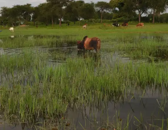 wetland-2